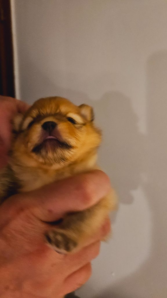 Des Poms De L'Odyssee - Chiots disponibles - Spitz allemand