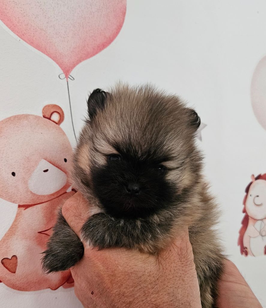 Des Poms De L'Odyssee - Chiots disponibles - Spitz allemand